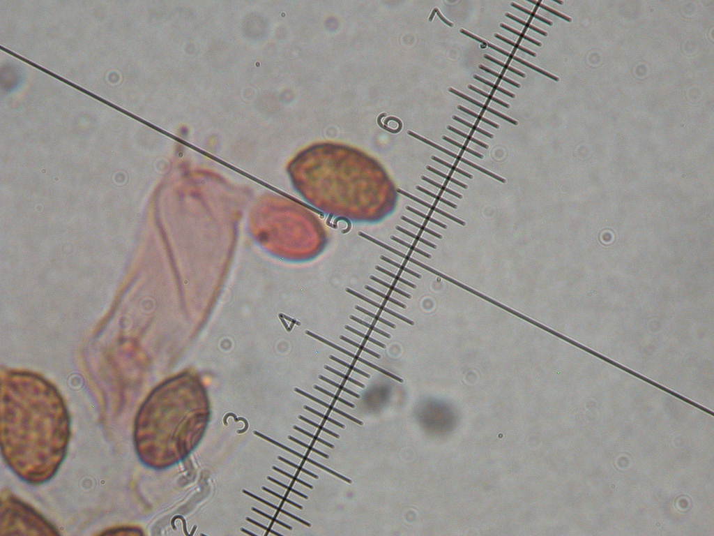 Fungo un p� insolito...